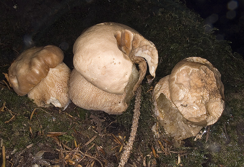 Boletus aestivalis